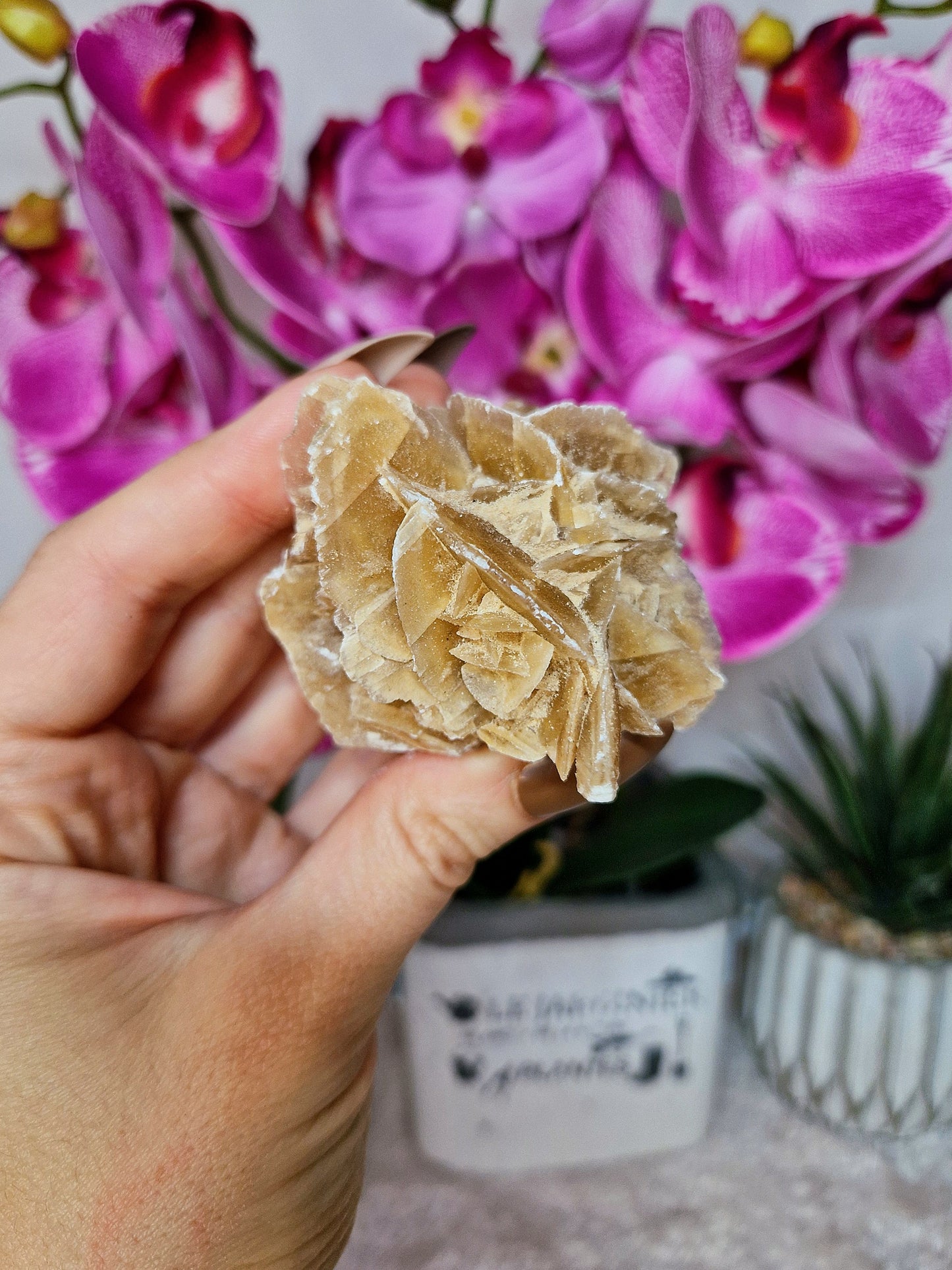 ROSA del DESERTO