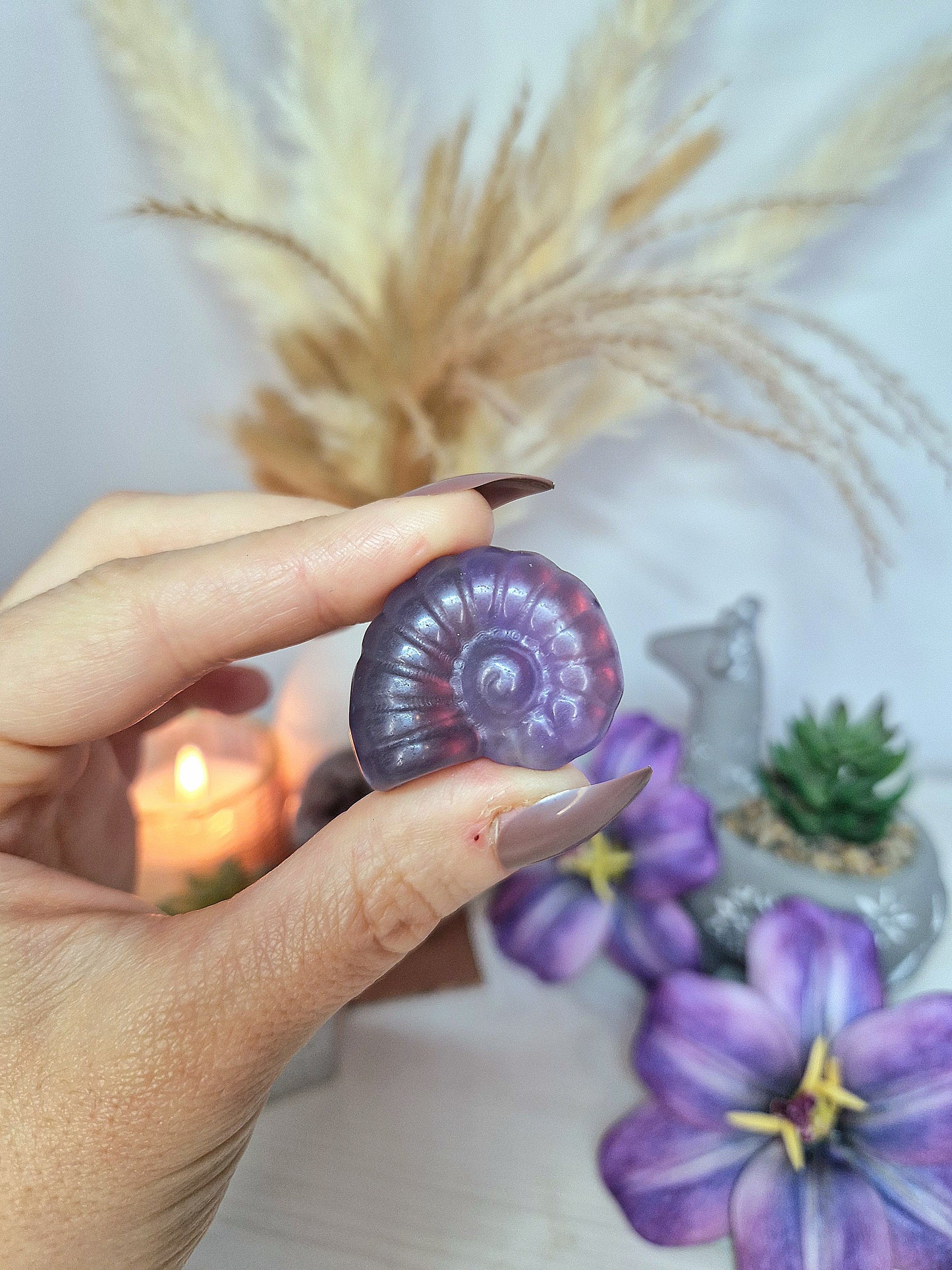 Ammonite di FLUORITE