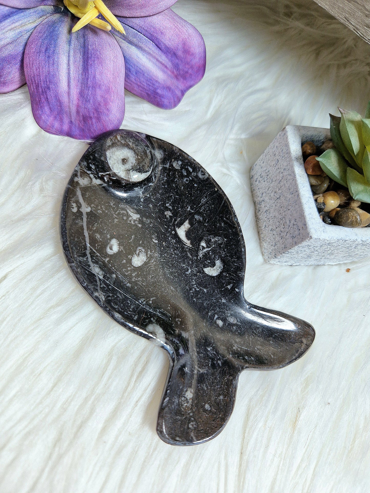 Piattino piatto pesciolino in ORTHOCERAS