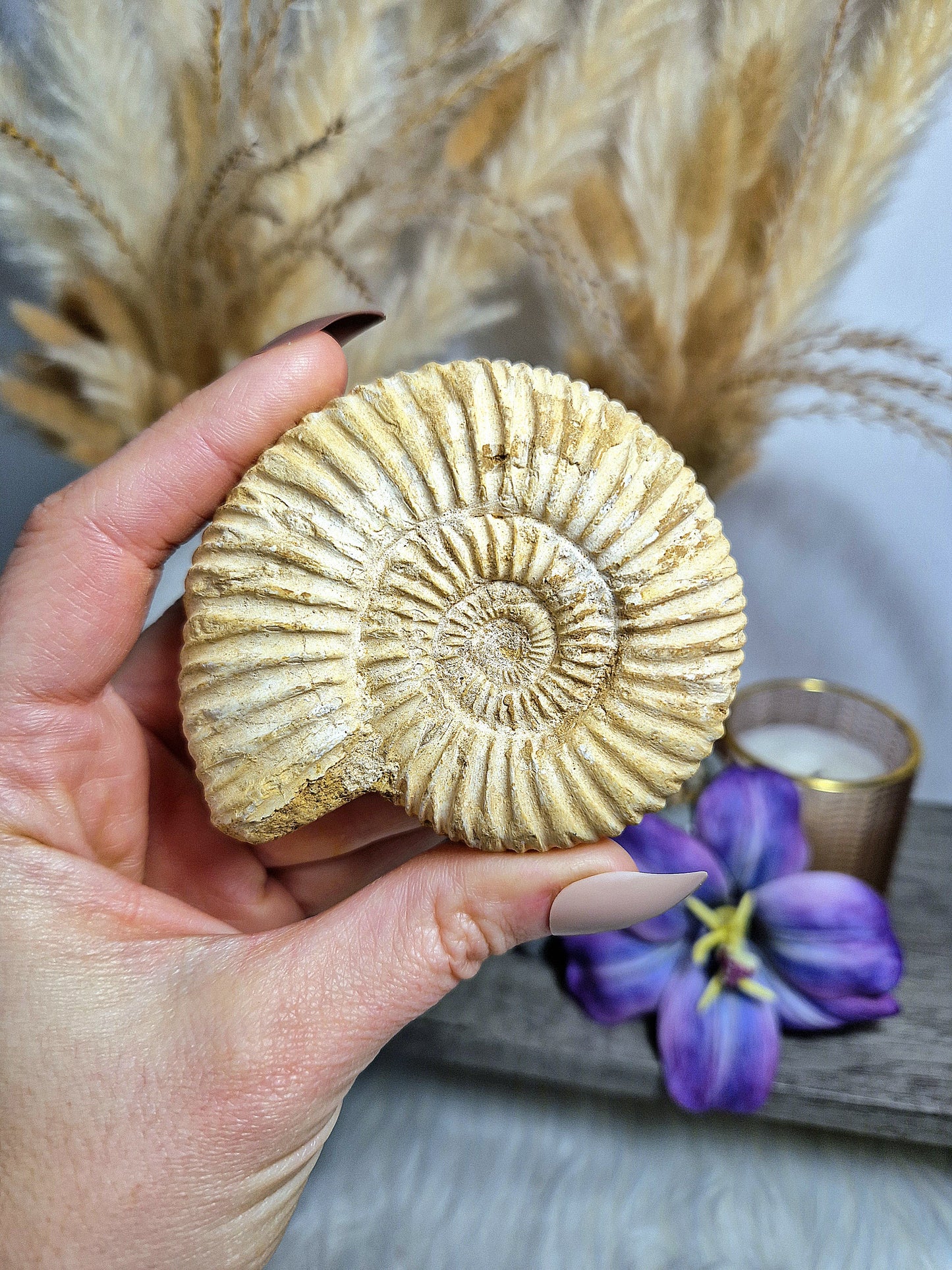AMMONITE FOSSILE - n 1, 2 e 3