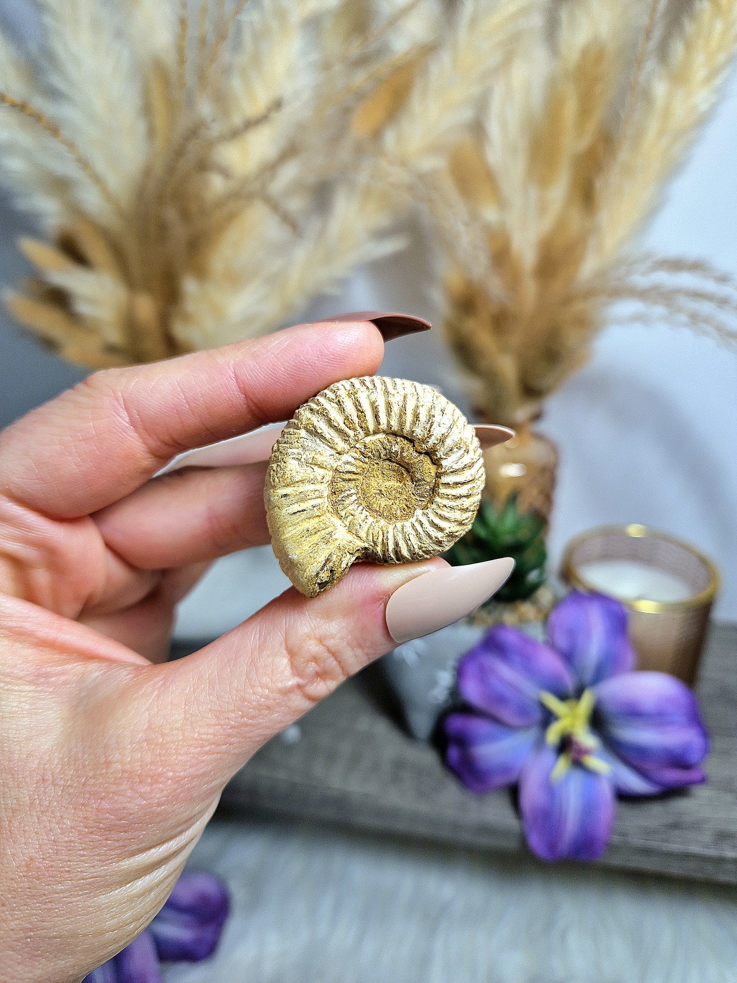AMMONITE FOSSILE - n 1, 2 e 3