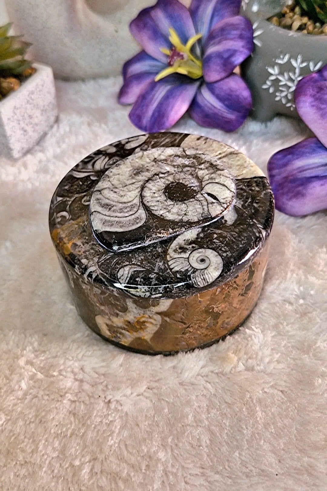 Scatola portaoggetti con ORTHOCERAS E AMMONITE FOSSILE