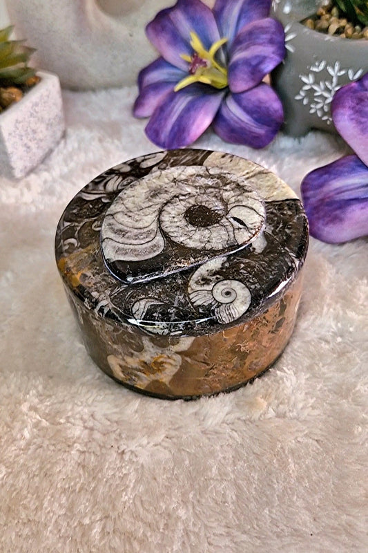 Scatola portaoggetti con ORTHOCERAS E AMMONITE FOSSILE