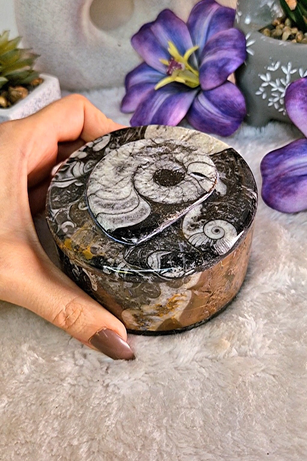 Scatola portaoggetti con ORTHOCERAS E AMMONITE FOSSILE