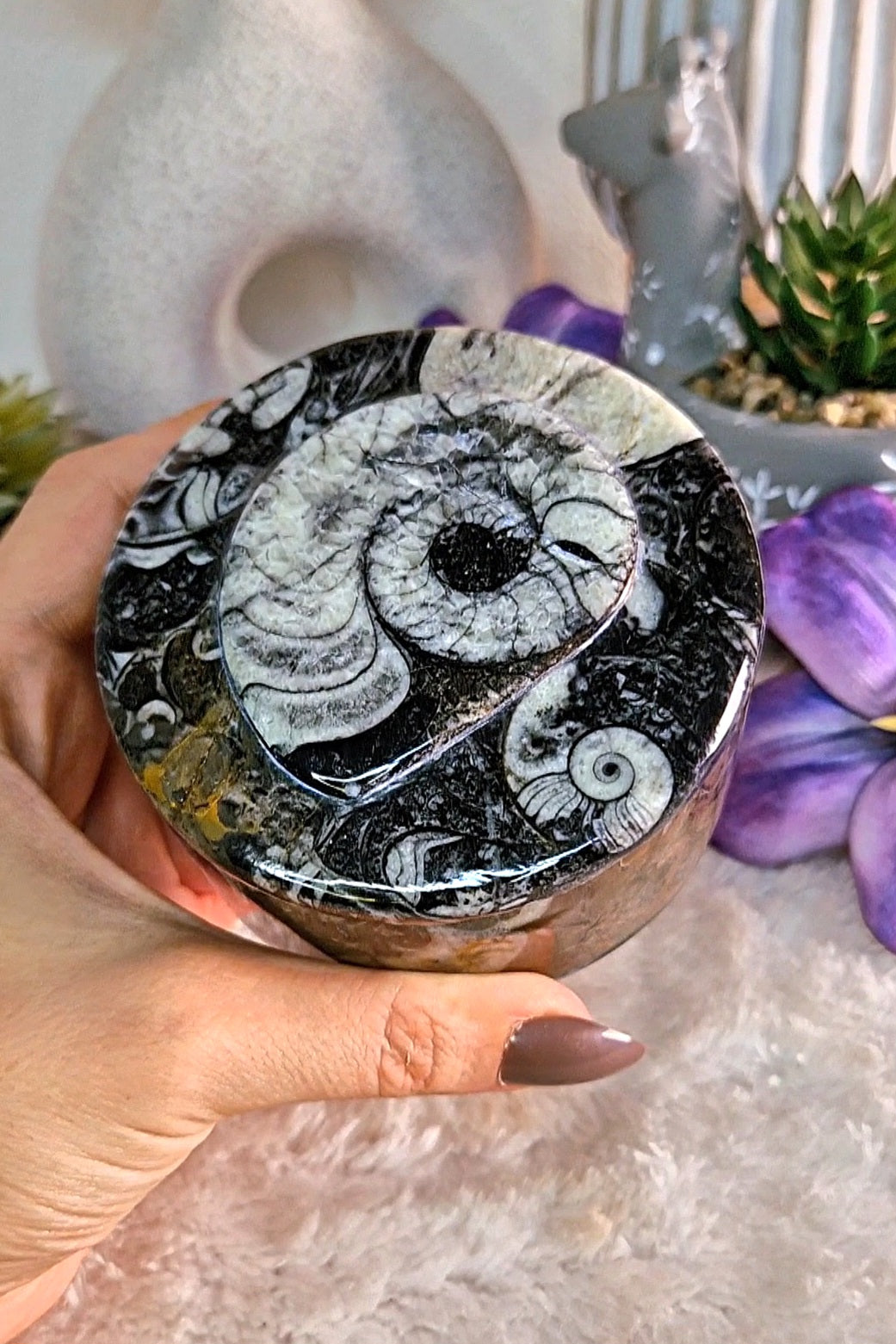 Scatola portaoggetti con ORTHOCERAS E AMMONITE FOSSILE