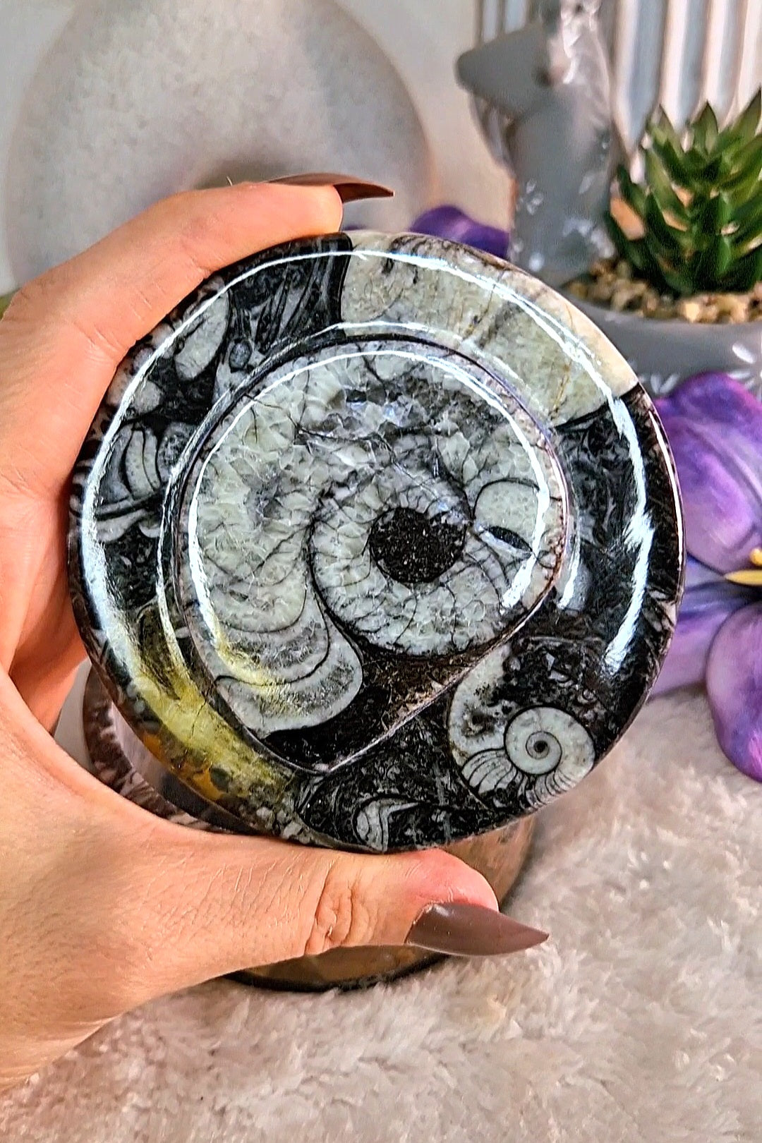 Scatola portaoggetti con ORTHOCERAS E AMMONITE FOSSILE