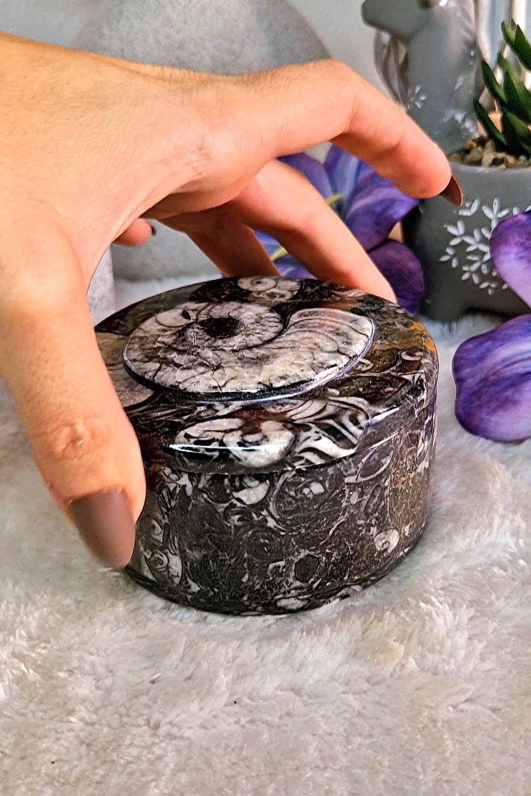 Scatola portaoggetti con ORTHOCERAS E AMMONITE FOSSILE