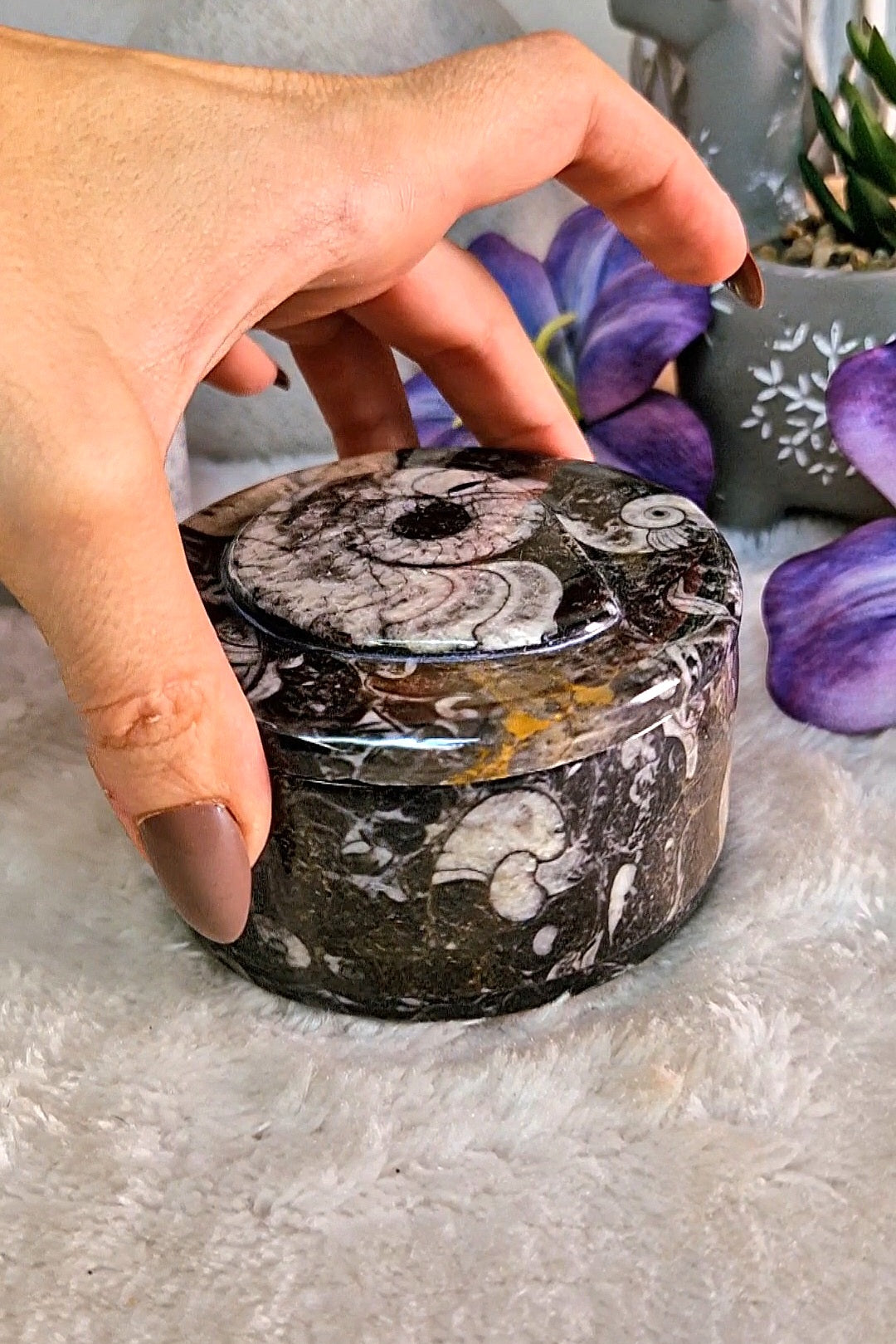 Scatola portaoggetti con ORTHOCERAS E AMMONITE FOSSILE