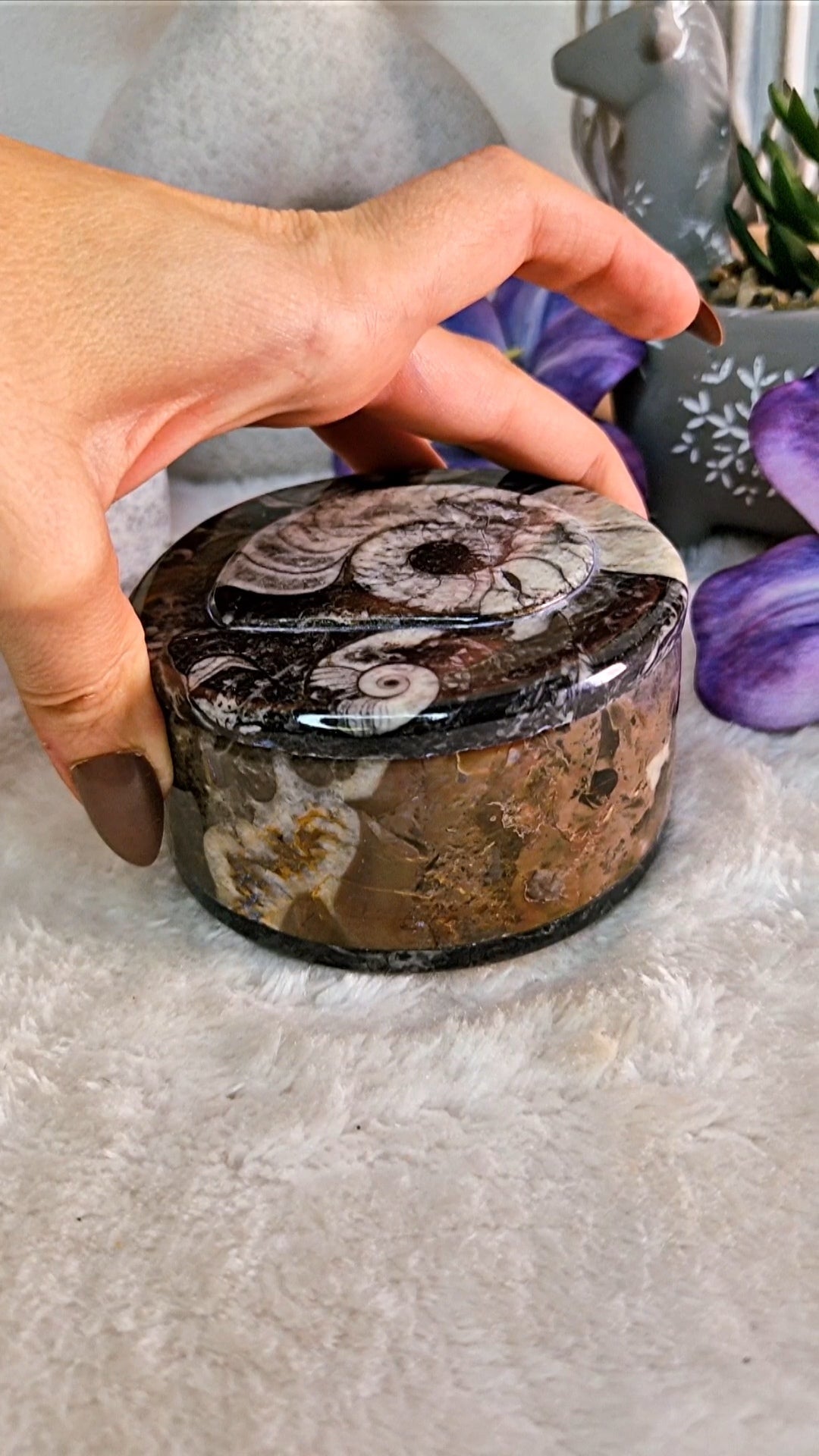 Scatola portaoggetti con ORTHOCERAS E AMMONITE FOSSILE