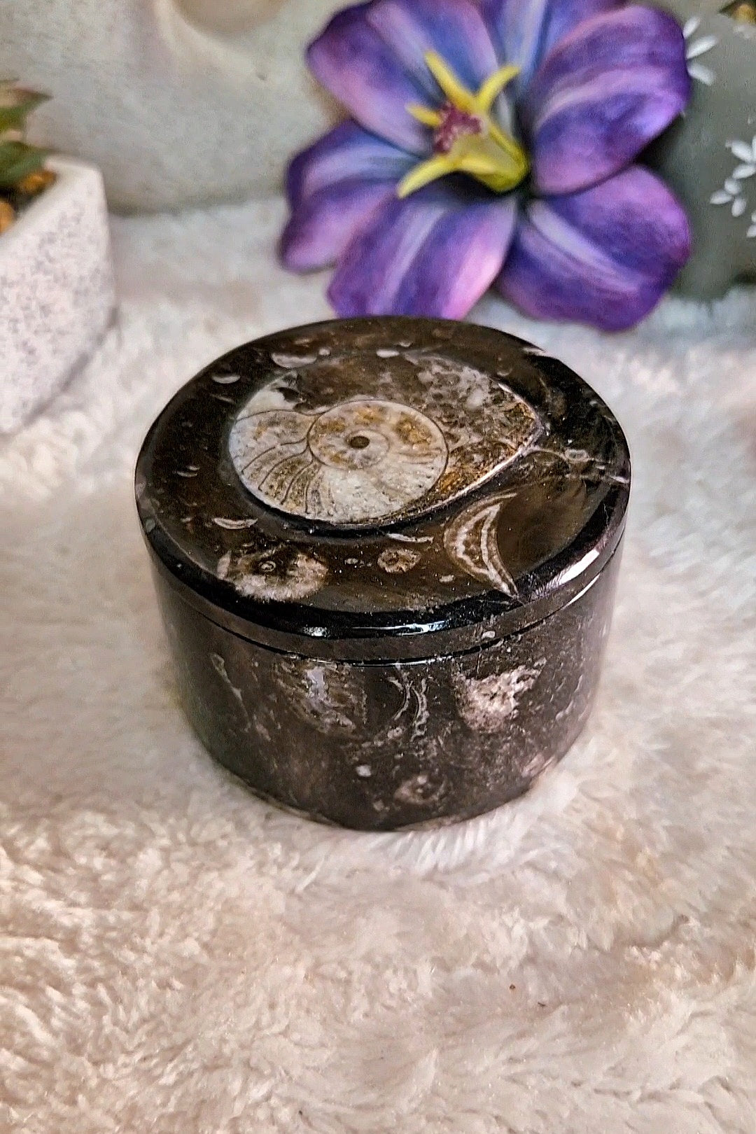 Scatola portaoggetti con ORTHOCERAS e AMMONITE FOSSILE