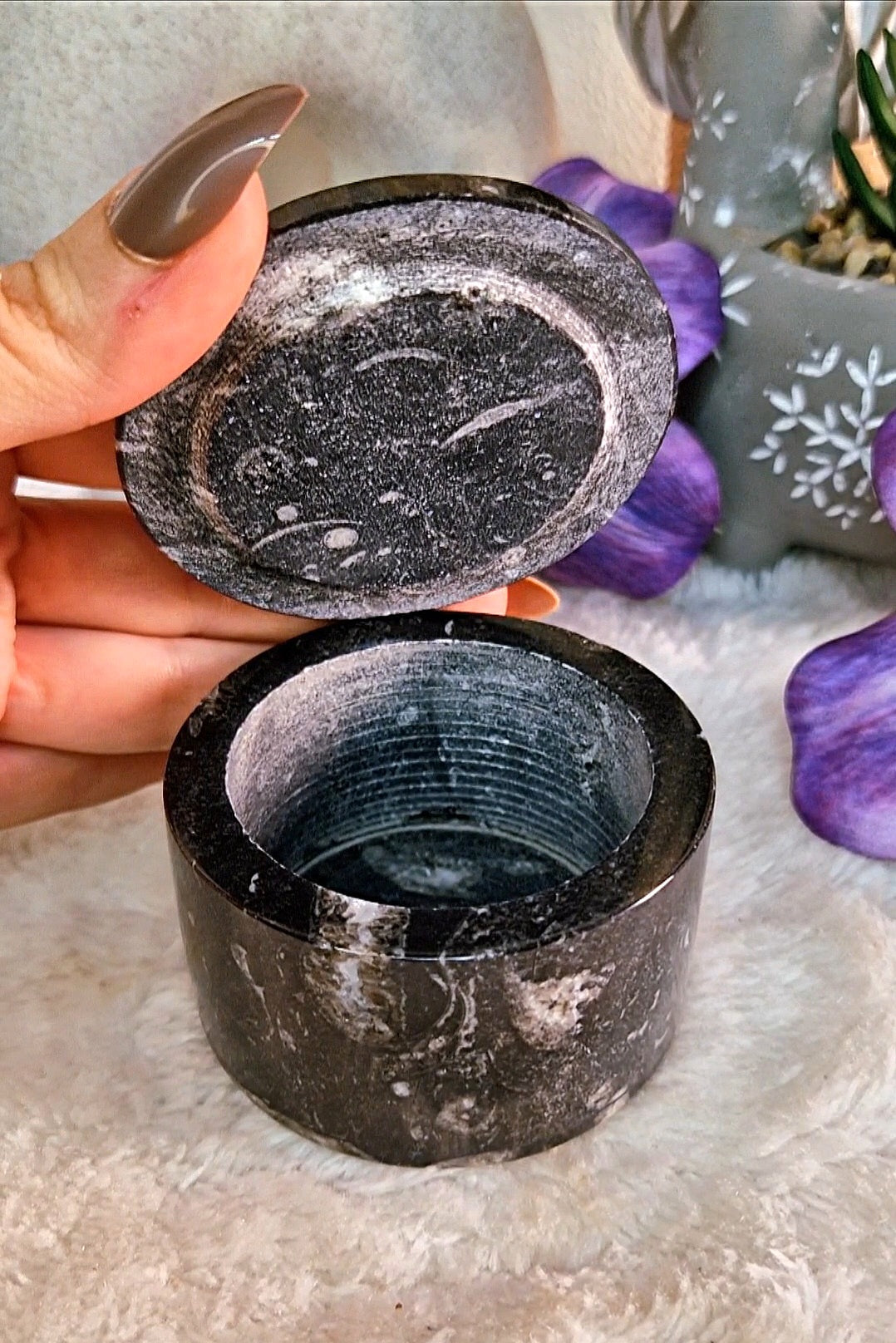 Scatola portaoggetti con ORTHOCERAS e AMMONITE FOSSILE