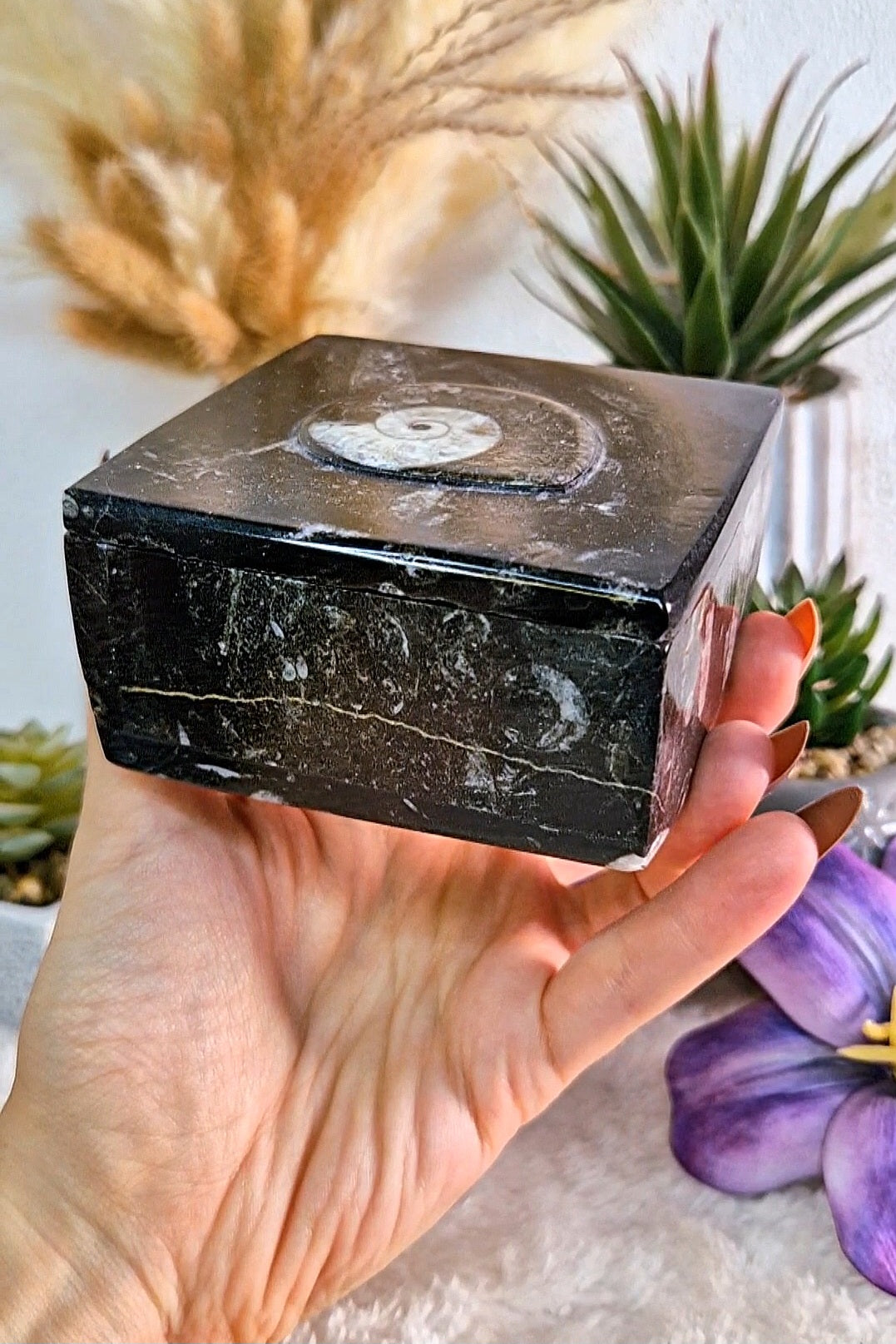 Scatola portaoggetti con ORTHOCERAS e AMMONITE FOSSILE